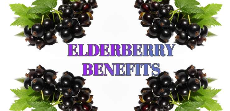 The Benefits of Elderberry | El Paso Texas Chiropractor