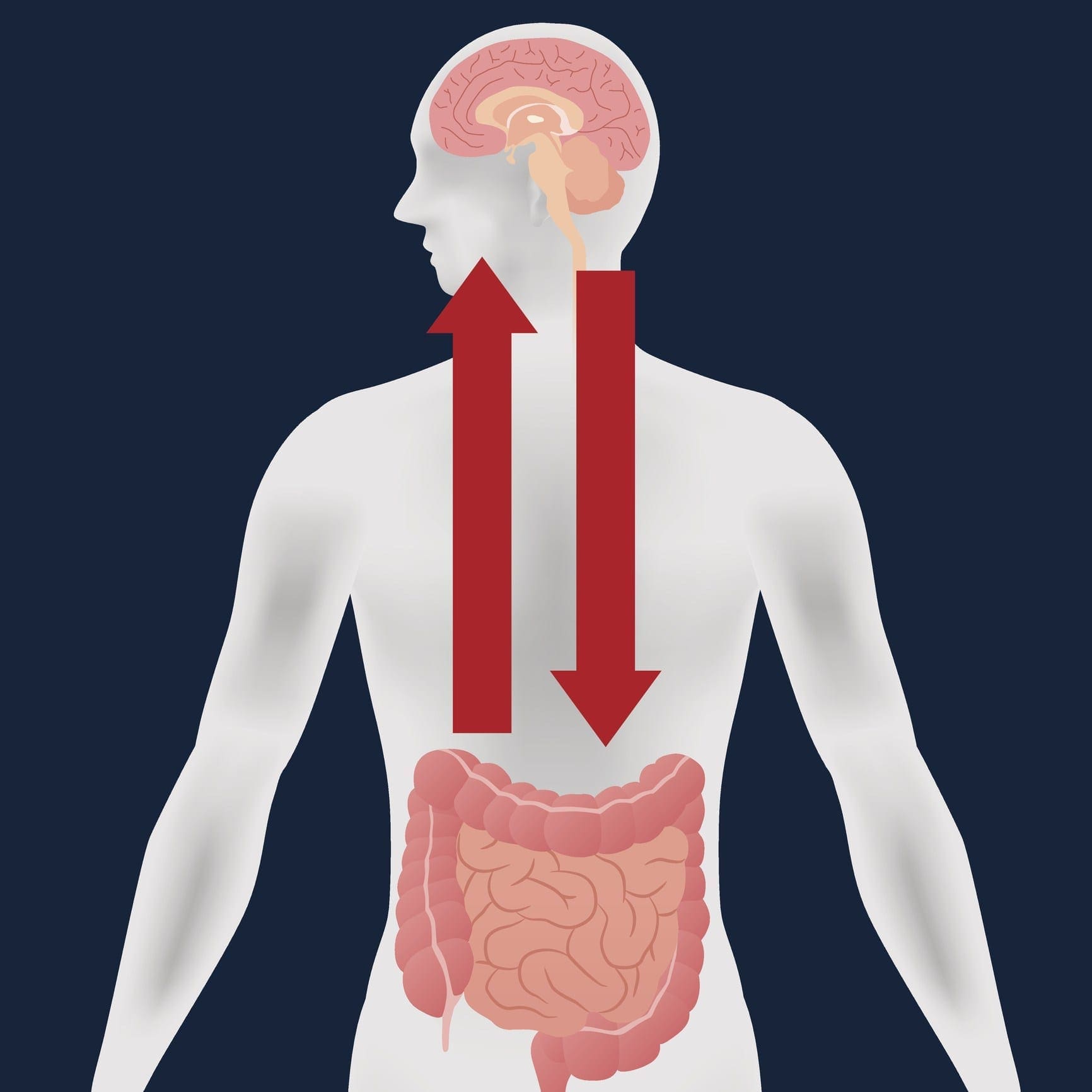 Gut Brain Axis | El Paso Texas Chiropractor