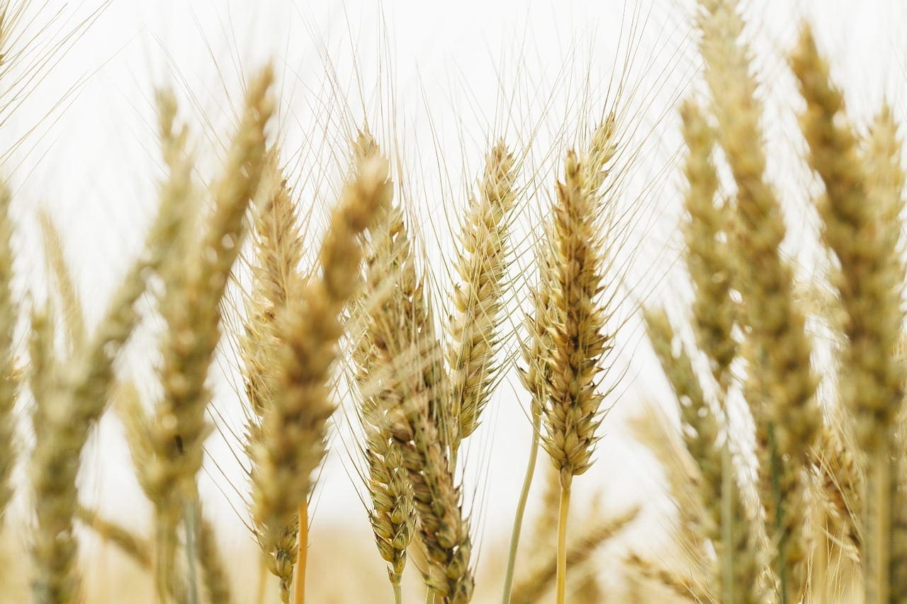 Gluten Sensitivity or Celiac Disease | El Paso Texas Chiropractor