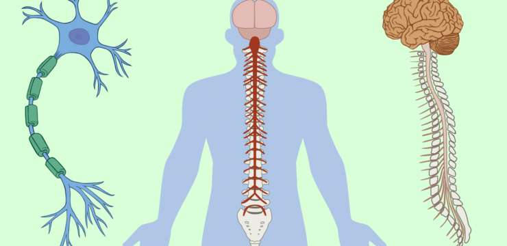 Functional Neurology: Inflammation, The Nervous System, and Oxidative Stress | El Paso Chiropractor Health Coach