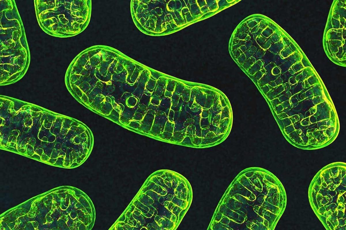 Nutrigenomis: Our Cellular Energy Production and Genetics | El Paso Health Coach and Texas Chiropractic