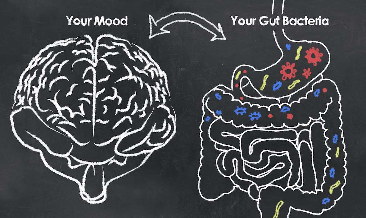 The Guts Relation to Optimal Brian Health| El paso Texas Chiropractor