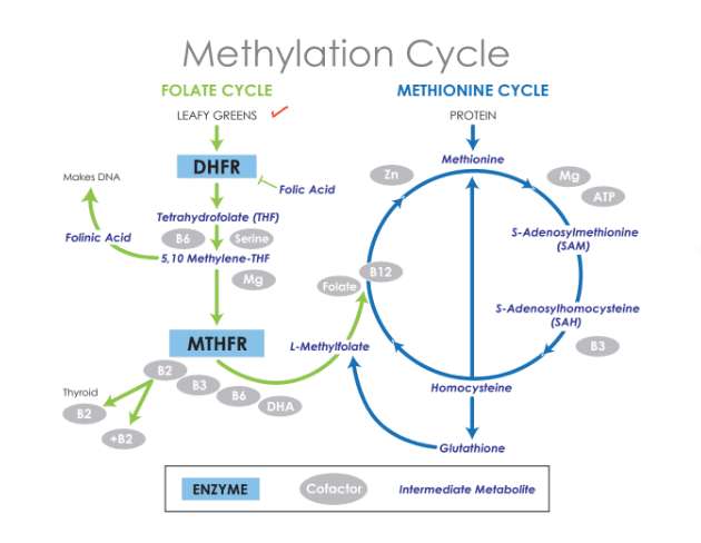 Image of a second folate metabolism diagram. 