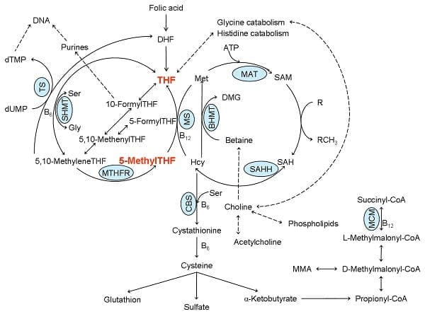Image of a folate metabolism diagram.