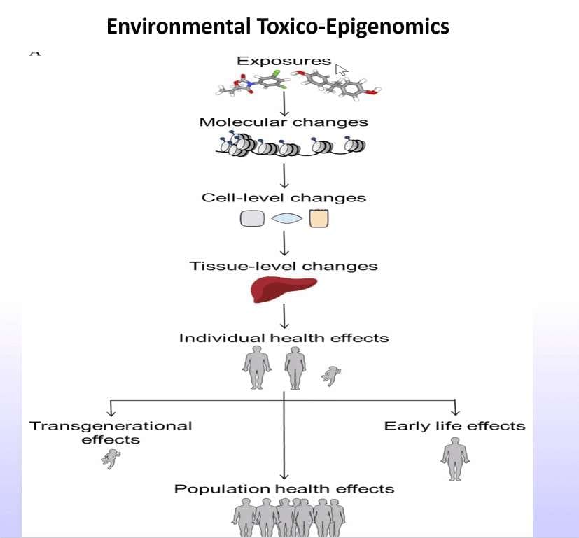 Environmental Toxico-Epigenomics