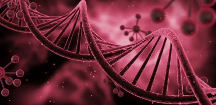 Genetic Impacts of Estrogen