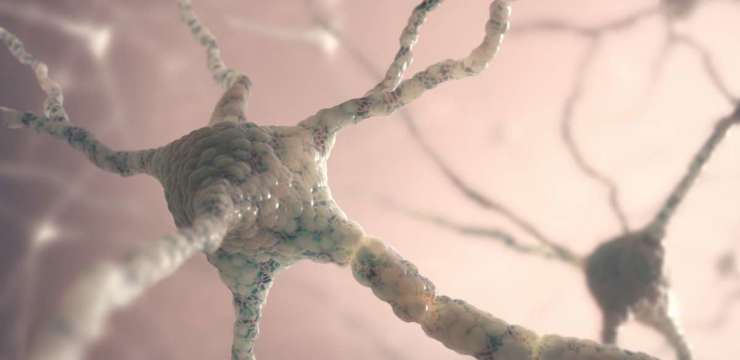 Neurons