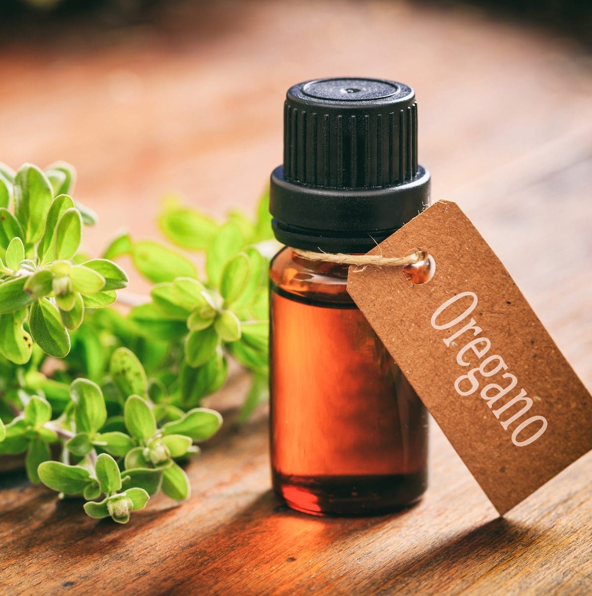 Oregano