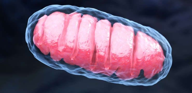 mitochondrial aging