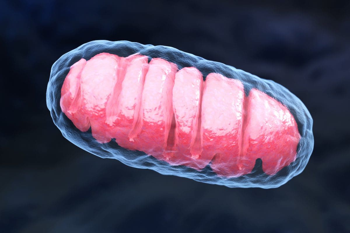 mitochondrial aging