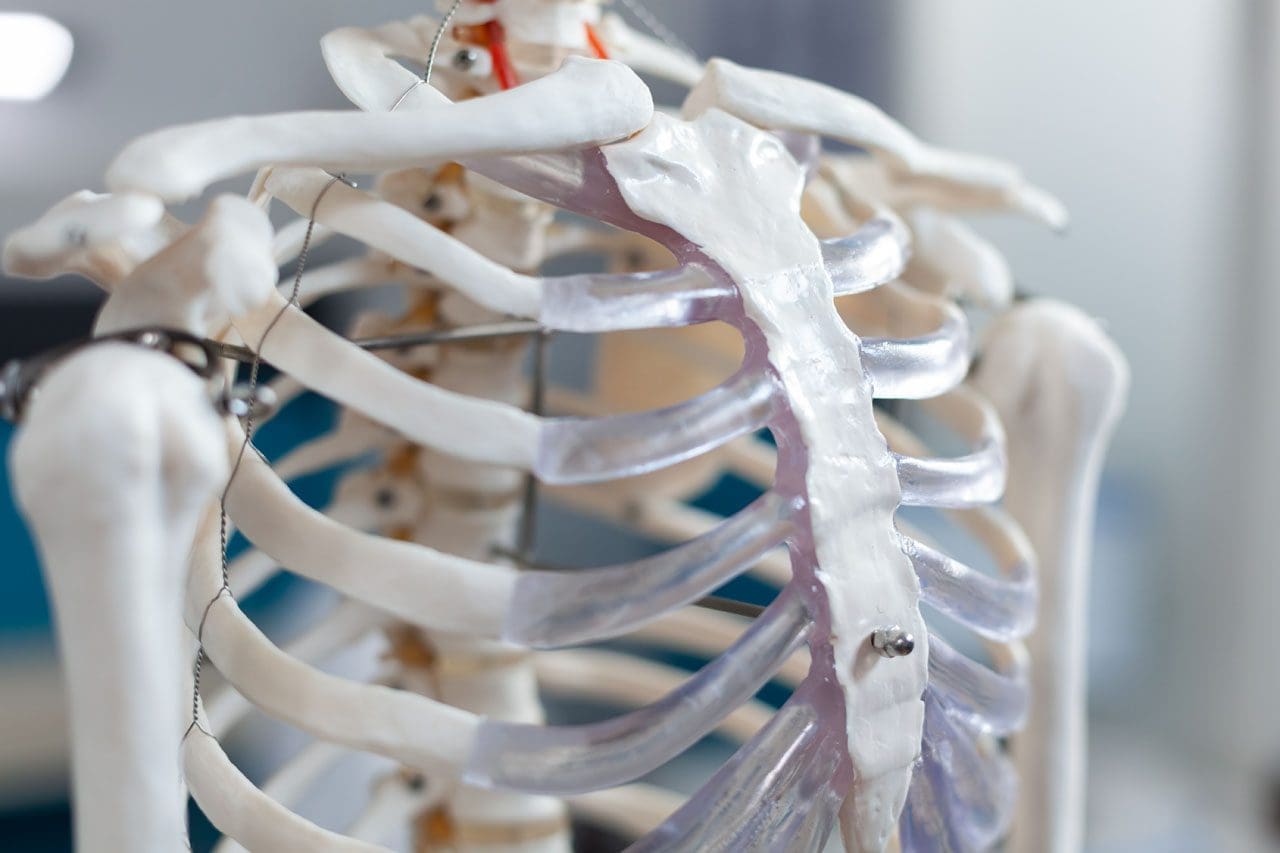 The Thoracic Cage: Ribs - Concept, Anatomy and Physiology